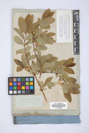 Lonicera caerulea