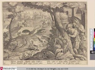 [Störche jagen Schlangen; Storks fighting snakes]