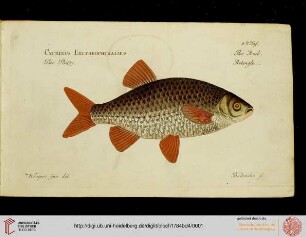 Tafeln: Allgemeine Naturgeschichte der Fische