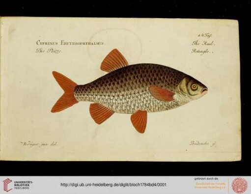 Tafeln: Allgemeine Naturgeschichte der Fische