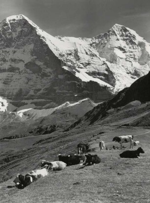 Kühe auf der Alm (Eiger und Mönch)