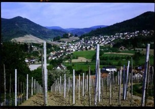 Kappelrodeck: Weinberg von Waldulm mit Blick auf Kappelrodeck