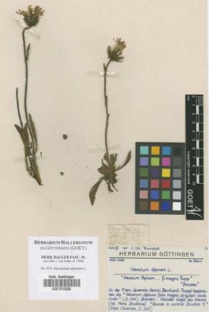 Hieracium alpinum L.