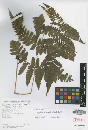 Megalastrum connexum (Kaulf.) A.R.Sm. & R.C.Moran