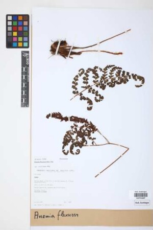 Anemia flexuosa (Sav.) Sw.