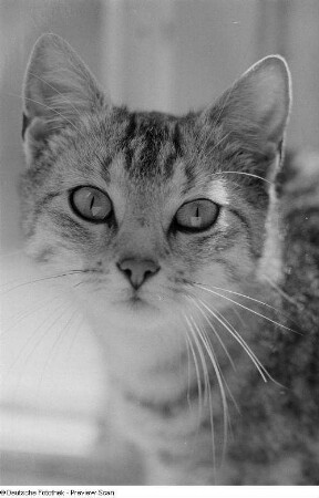 Kopf einer Katze