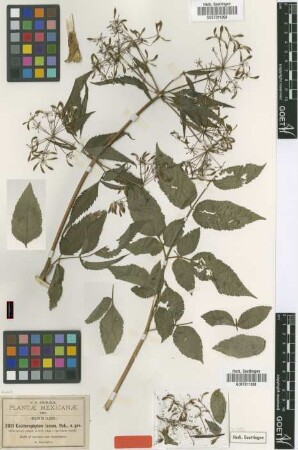 Coulterophytum laxum B.L.Rob. [isotype]