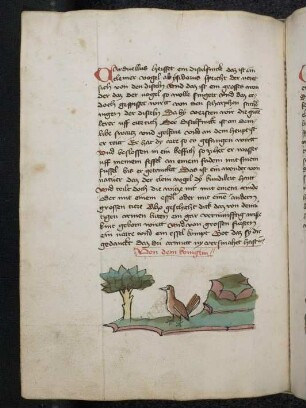 Vogel: Königin; (Teil III B: Von den Vögeln)