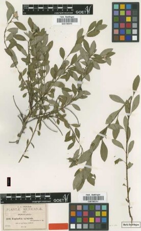 Euphorbia xylopoda Greenm. [type]