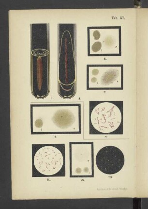 Tab. 57 Spirillum rubrum. - Spirillum concentricum