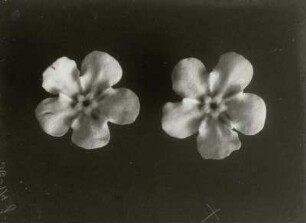 Blütenstand (Vergissmeinnicht, Myosotis)