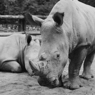 Zootiere. Breitmaulnashorn