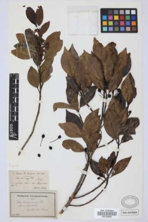Ilex canariensis canariensis Poir.