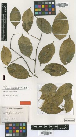 Garcinia preussii Engl. [Isosyntype]