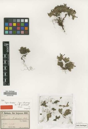 Asperula sintenisii Asch. ex Bornm.