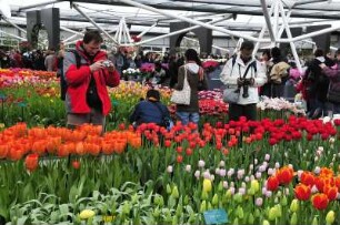 Keukenhof - Tulpen in der Halle