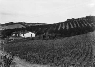 Plantage : Eine Plantage mit Orangenbäumen am Hang, im Vordergrund ein Feld. Links Gebäude, dahinter Hügel.