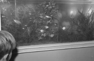 Zentralhaus der Jungen Pioniere : Aquarium