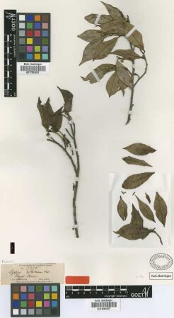 Sycopsis griffithiana Oliv. [type]