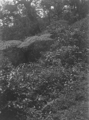 Vegetationsansicht : Blick auf Vegetation.