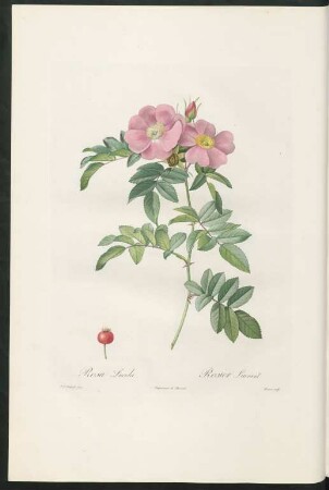 Rosa Lucida. Rosier Luisant. Bessin sculp.