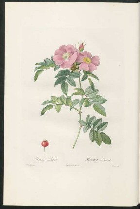 Rosa Lucida. Rosier Luisant. Bessin sculp.