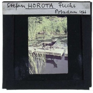 Horota, Fuchs