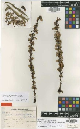 Berberis phyllacantha Rusby
