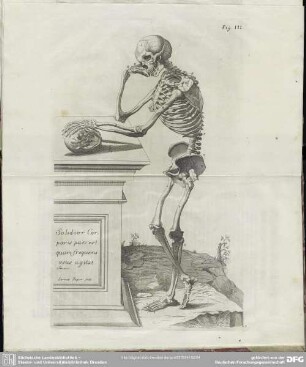 Fig. III
