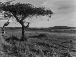 Savanne : Savanne im Hochland von Abessinien