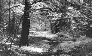 Nossen-Heynitz. Im Mühlengrund unterhalb der ehem. Gutsmühle
