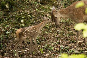 Unsere Wildnis