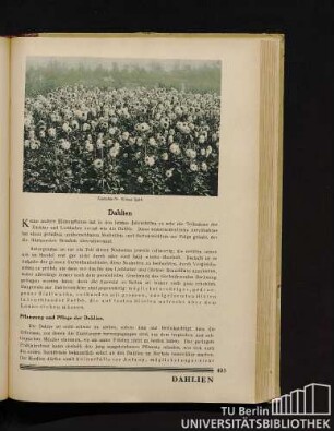 Dahlien