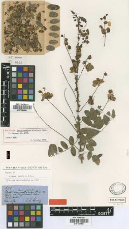 Cassia subulata Griseb. [holotype]