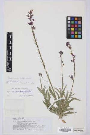 Cheiranthus scoparius Brouss. ex Willd.