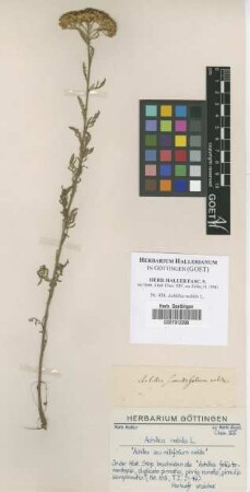 Achillea nobilis L.