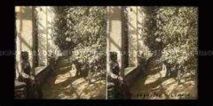 Blick in einen Zitronengarten, Limone sul Garda