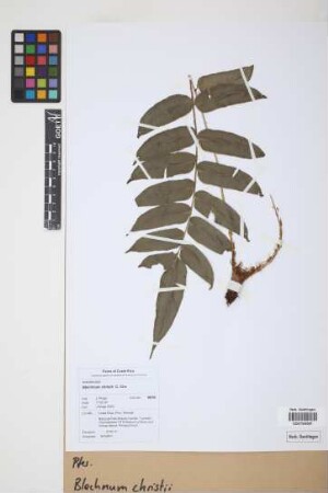 Blechnum christii C. Chr.