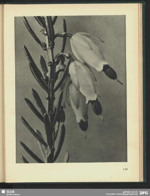 Erica herbacea