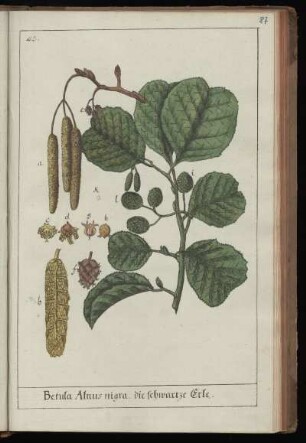 42. Betula Alnus nigra, die schwartze Erle