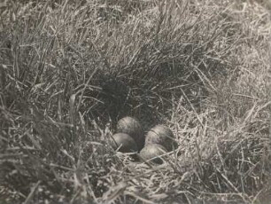 Großer Brachvogel (Numenius arquata L.). Gelege in einer Wiese