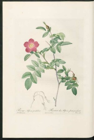 Rosa Alpina pendulina. Rosier des Alpes à fruits pendants. Bessin sculp.