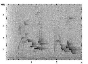 Pirol | Oriolus oriolus - Ruf, Gesang