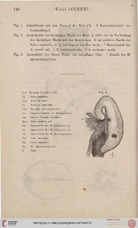 Tafel CCLXXXI-CCLXXXIII