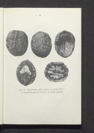 Rießenwalnuß, Juglans regia L. var. maxima Hort.