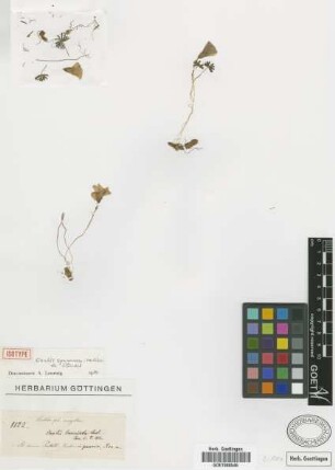 Oxalis squamoso-radicosa Steud. [isotype]