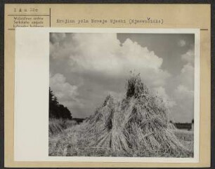 Landschaft bei Nedorf : Krajina pola Noweje Wsy - Njeswačidło