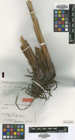 Cyperus imerinensis Boeckeler [isotype]