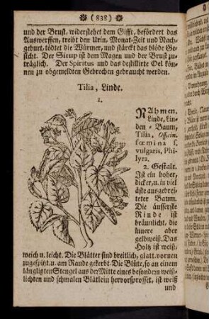 838-849, Tilia - Trifolium acetosum