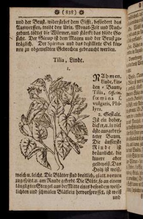 838-849, Tilia - Trifolium acetosum